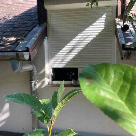 度假居 Borostyan Vendeghaz -